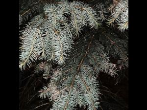 Épinette du Colorado - dicamba (4)_3