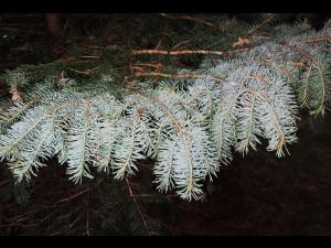 Épinette du Colorado - dicamba (4)_4