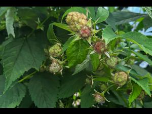 Cladosporiose framboise