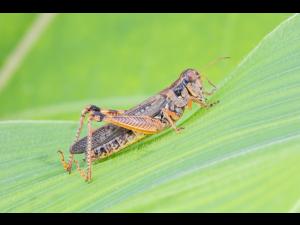 Criquet voyageur (Melanoplus sanguinipes)_2