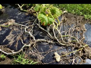 Citrouille plectosporium tabacinum