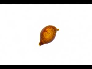 Kyste Heterodera glycines