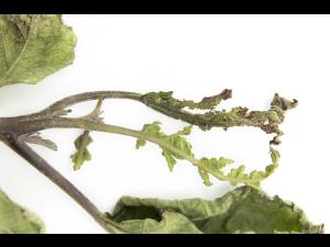 Aubergine - S-Métolachlore (15)_2