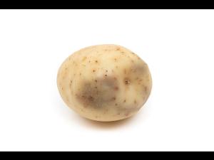 Pomme de terre - Verticilliose  (Verticillium dahliae)