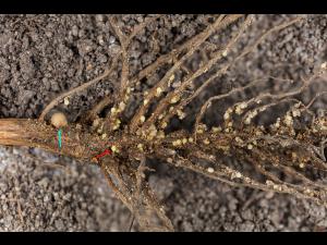 Soya - Heterodera glycines (NKS)