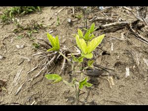 Soya - Heterodera glycines (NKS)