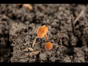 Sclerotinia sclerotiorum