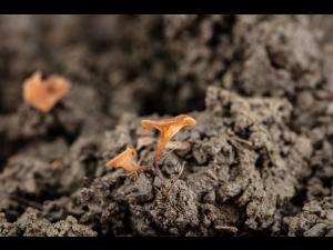 Sclerotinia sclerotiorum