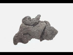 Sclerotinia sclerotiorum