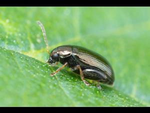 Psylliodes attenuata