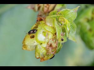 Psylliodes attenuata