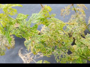 Psylliodes attenuata