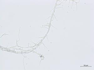 Acremonium_D55854-1_LQ