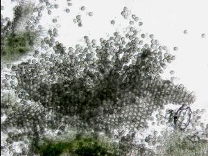 Albugo_candida_02_LQ