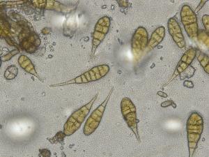 Conidies d'Alternaria porri
