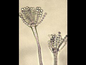 Aspergillus-21_LQ