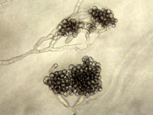 Botrytis_Appressoria_LQ