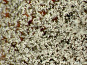 Botrytis_cinerea-02_LQ