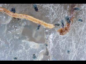 Chaetomium_funicola_D52238-2_LQ