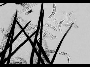 Colletotrichum_graminicola-04_LQ