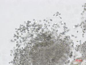 Coniella_D45570-1_LQ