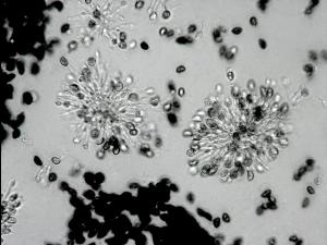 Coniella_fragariae-21