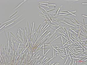 Cylindrocarpon_D34903_LQ