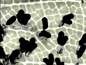 Diachea leucopodia-11-ret