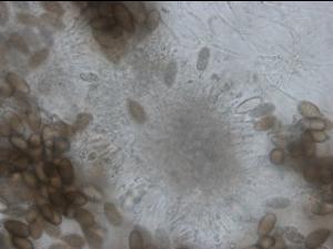 Diplodia_mutila-01_LQ