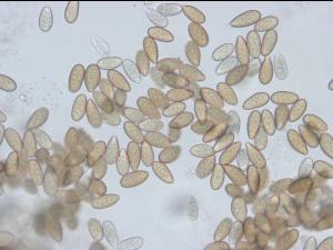 Diplodia_mutila-02_LQ