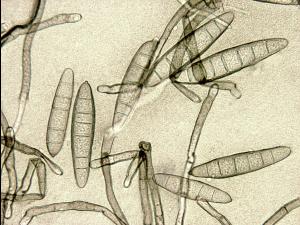 Exserohilum turcicum (Drechslera turcica)-01-ret