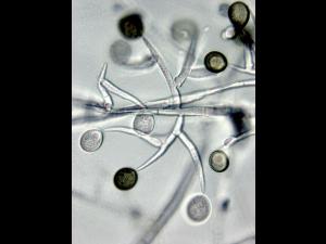acremoniella-21-ret