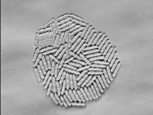 cylindrocarpon-22-ret