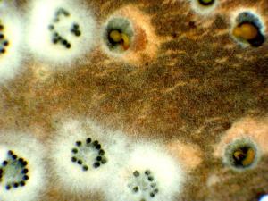 cytospora-05 (Valsa)-ret