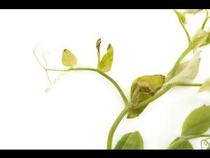 Pois - glyphosate (9)_10