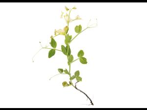 Pois - glyphosate (9)_9