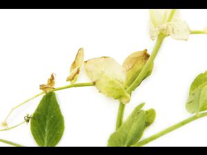 Pois - glyphosate (9)_11