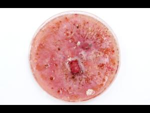 Fusarium_graminearum_2