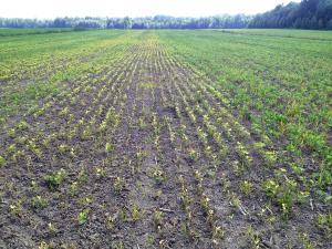 Soya - mésotrione (27)_11