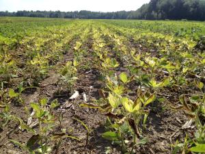 Soya - mésotrione (27)_10