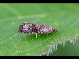 Tordeuse orientale du pêcher (Grapholita molesta)_1