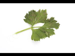 celeri_sep_41427a_ad_iriis