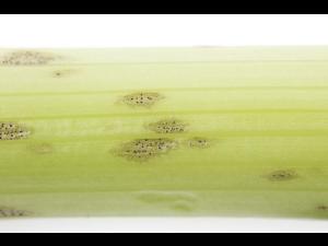 celeri_sep_41611c_lp_iriis