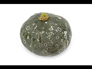 Courges - Alternariose du fruit (Alternaria sp.)_1