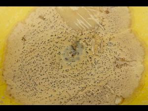 courge_stag_cucu_47288e_jv_iriis