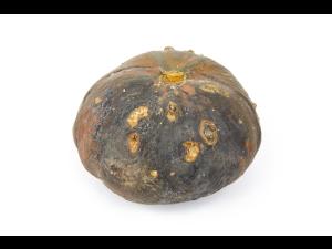 courge_stag_cucu_55846a_ad_iriis