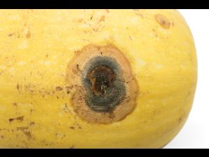 Courges - Chancre gommeux (Stagonosporopsis cucurbitacearum)_21