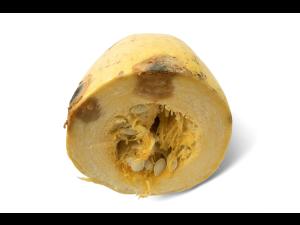 Courges - Chancre gommeux (Stagonosporopsis cucurbitacearum)_22