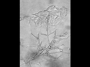 Fusarium_proliferatum_2