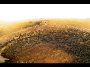 Piment - Anthracnose (Colletotrichum scovillei)_5